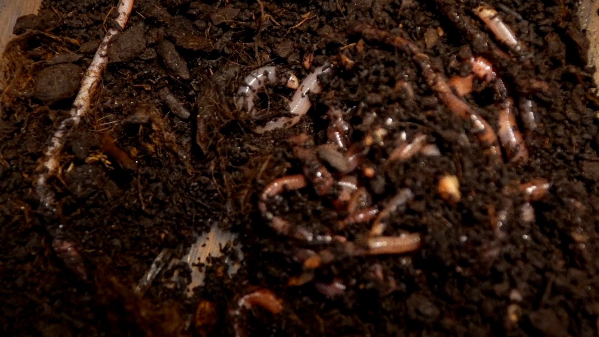 Worms (2025)