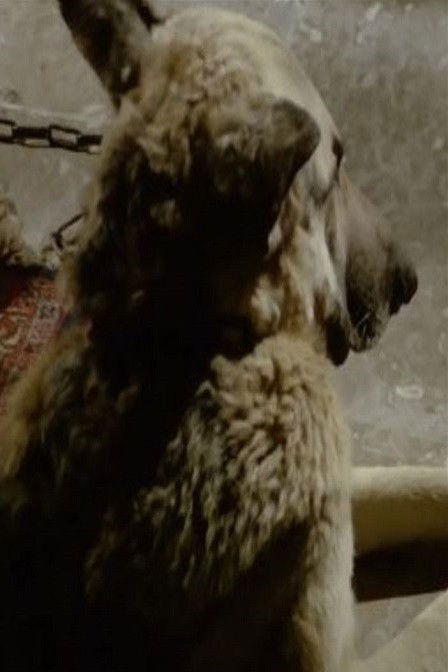 et billede af Çarşaf