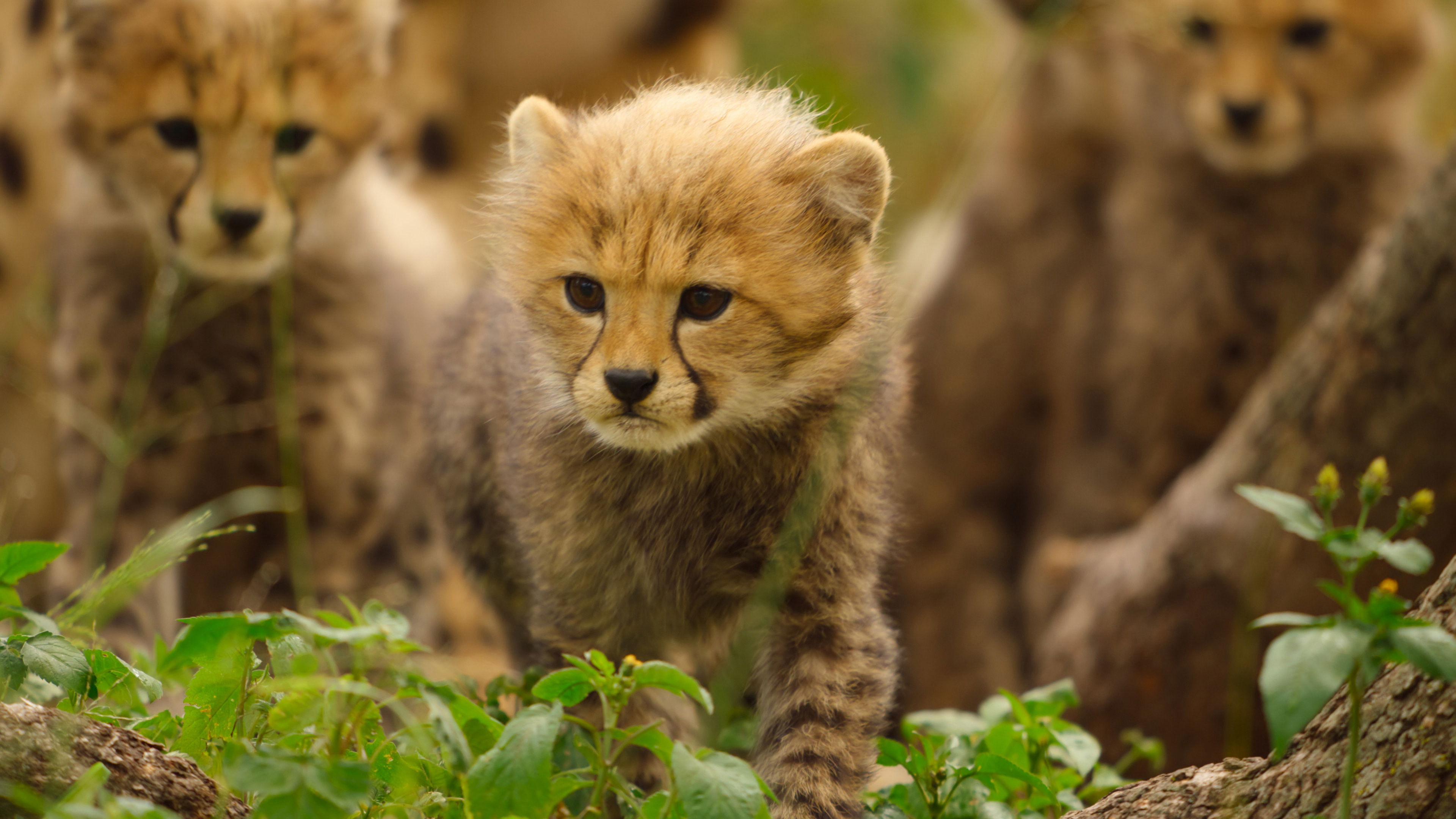 The Cheetah Cubs