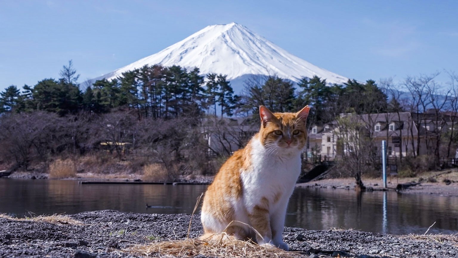 A Cat's-Eye View of Japan - Épisode 2