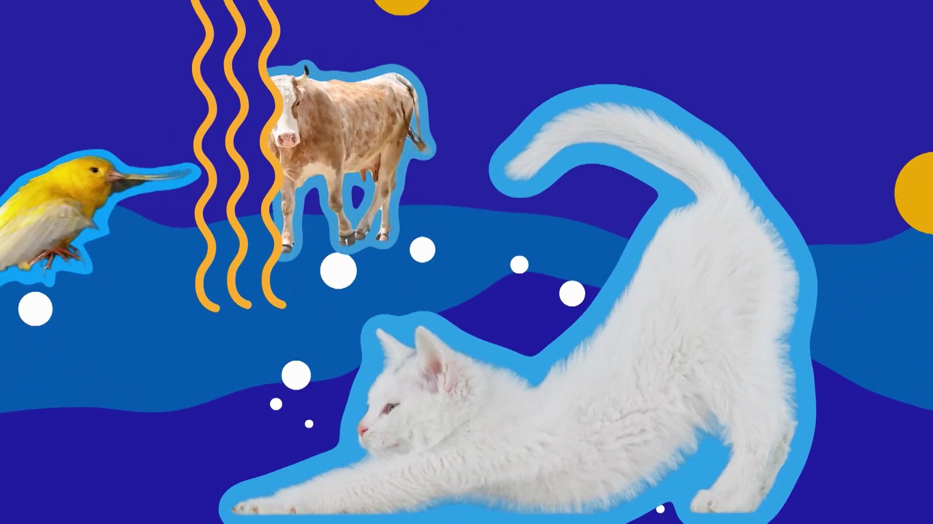 Tatze, Pfote, Schnabel poster