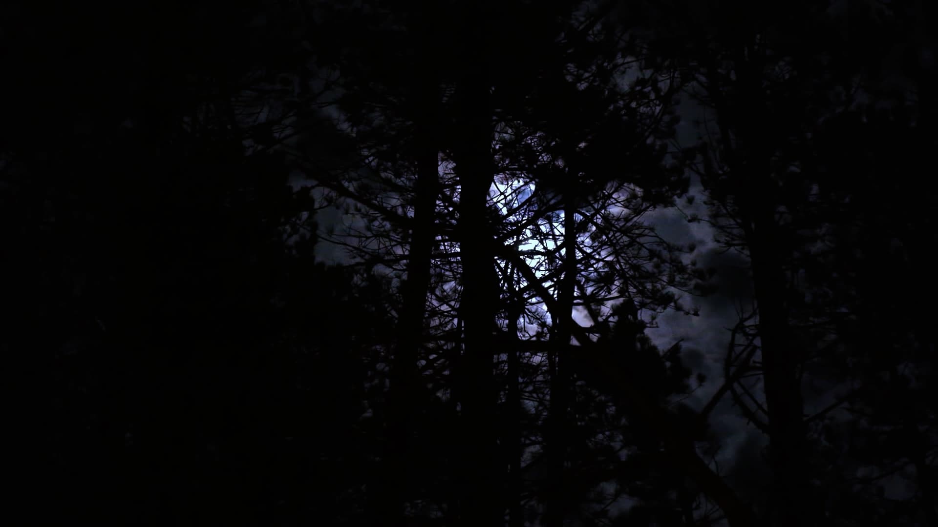 The Haunting of Hickcox Woods (2024)