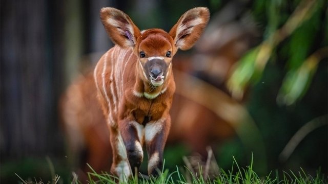 The Secret Life of the Zoo - Épisode 6