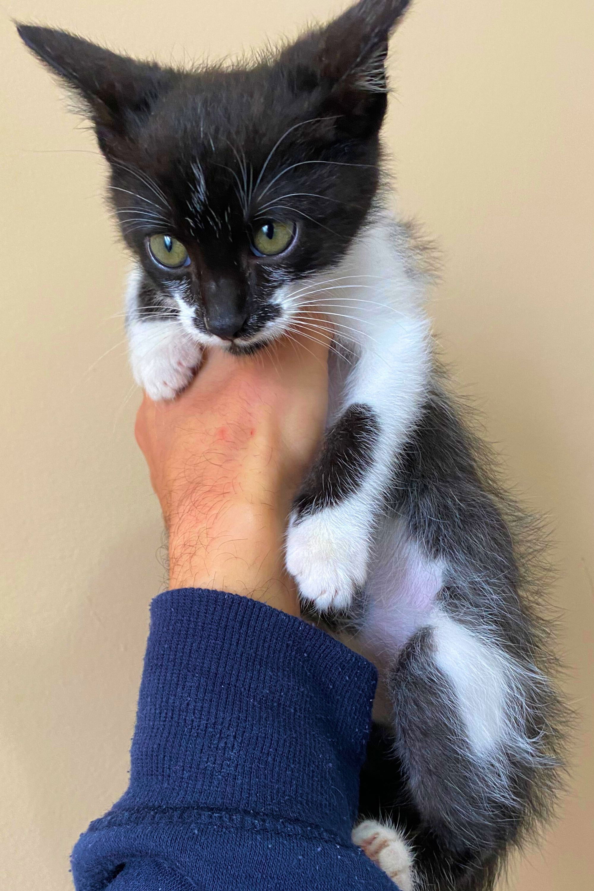 et billede af Mimo da Silveira