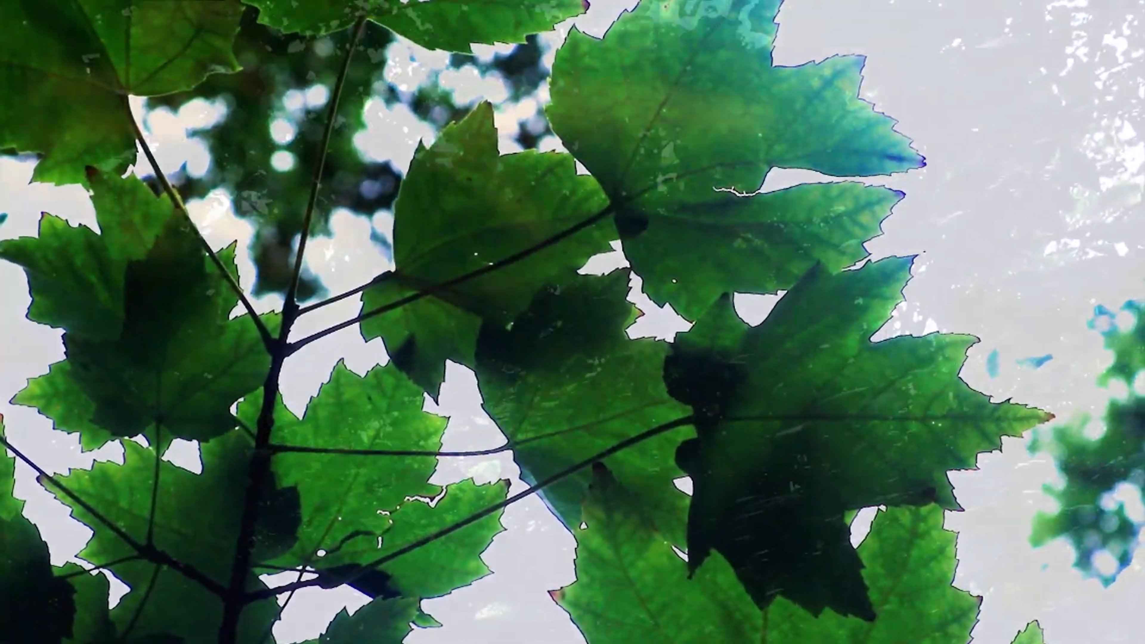 Reflections of Nature
