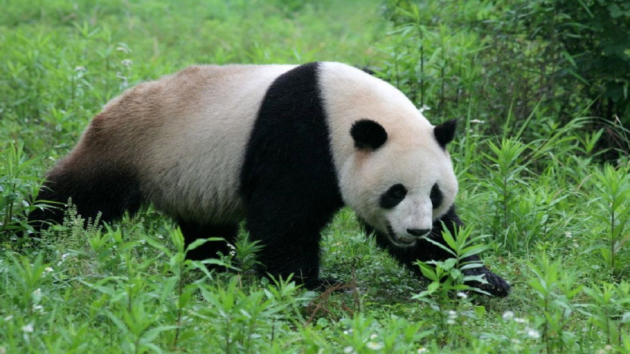 National Geographic - Die letzten Großen Pandas