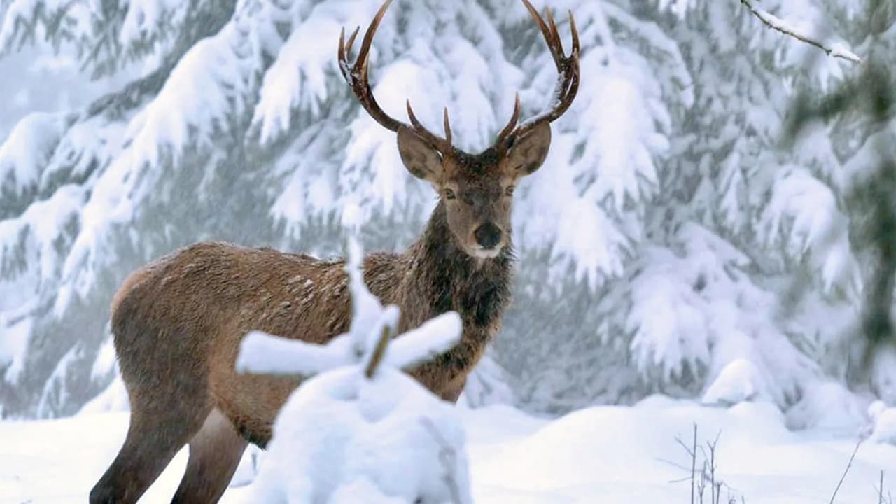 Winter am Alpenrand