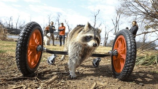 The Wizard of Paws 4x2