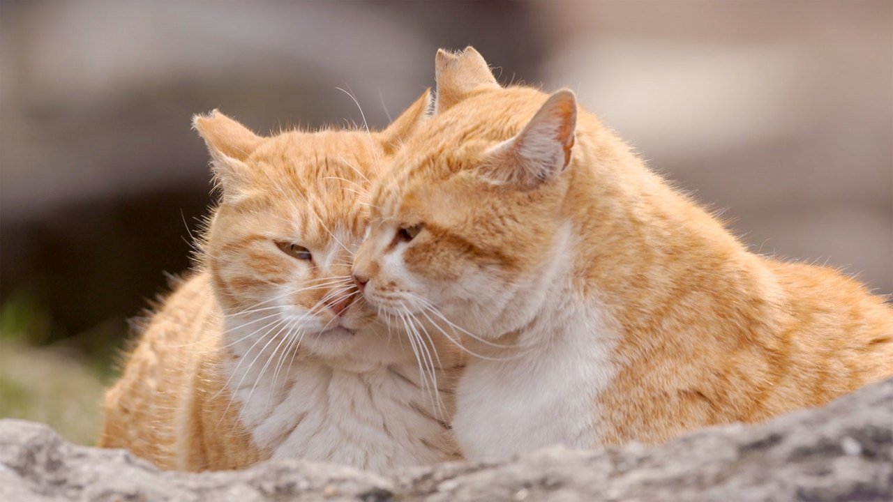 A Cat's-Eye View of Japan - Épisode 9