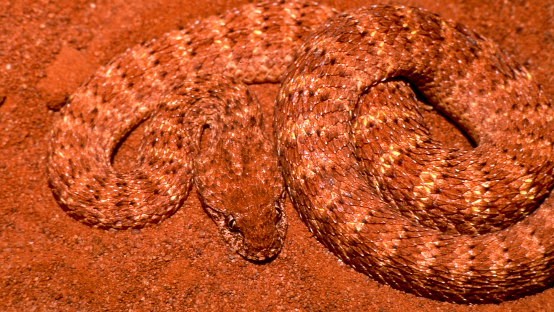 Animal Arms Race S01E02 backdrop