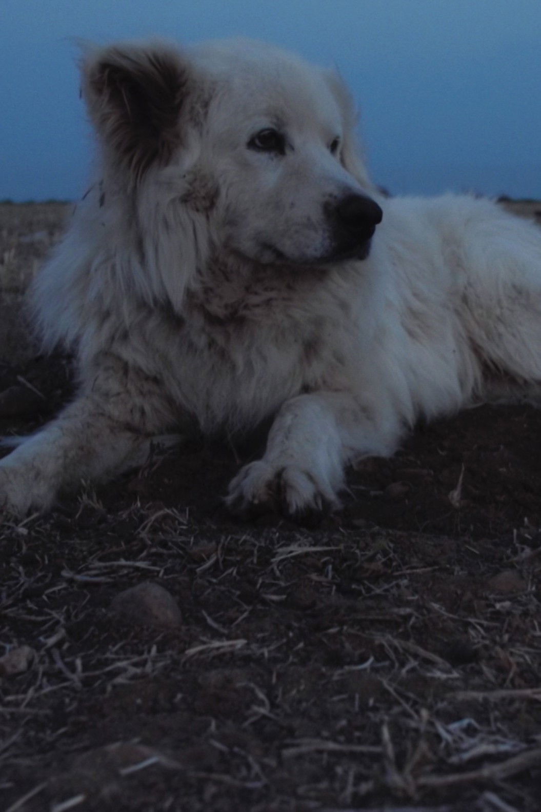 Plakat, der markedsfører Crau