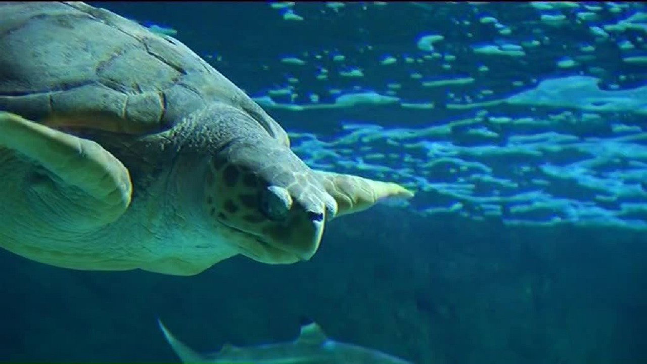 Turtles of the World