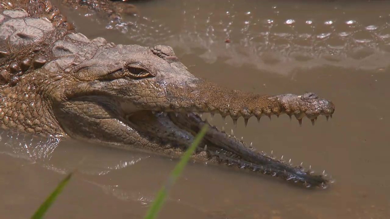 72 Dangerous Animals: Australia
