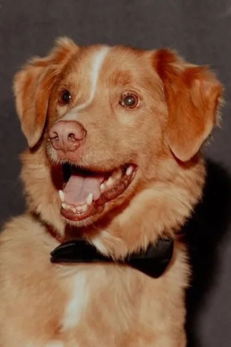 et billede af Indy the Dog