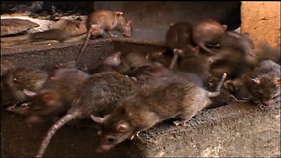 NOVA Season 36 :Episode 12  Rat Attack