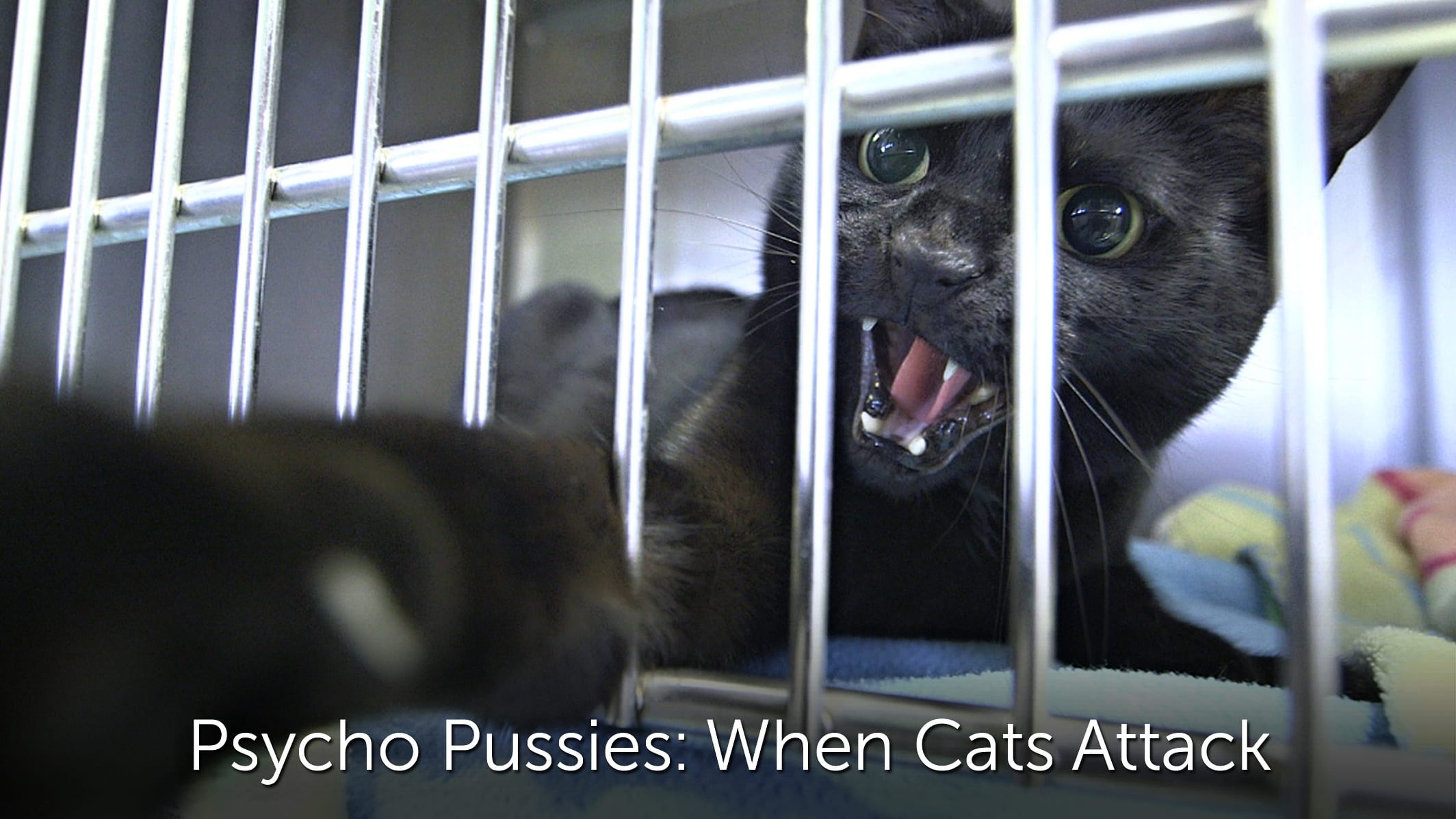 Psycho Pussies: Mad Cat Attacks (2015)