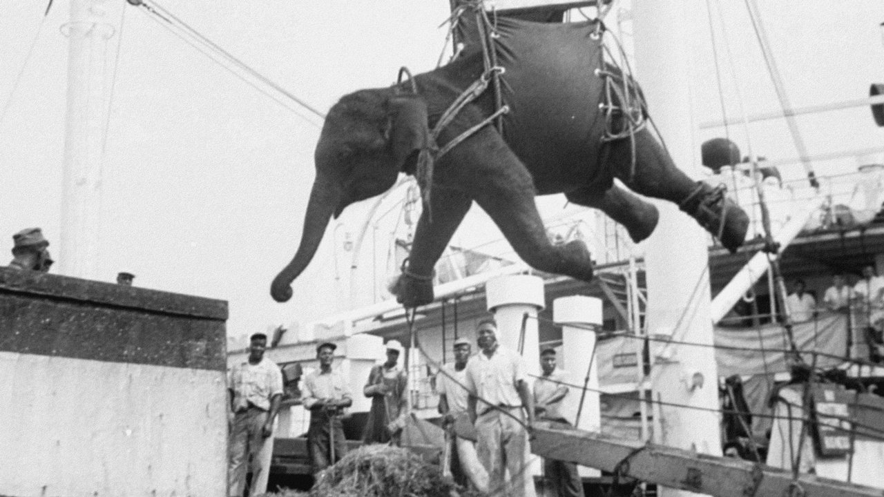 The Tragic Story of Fritz the Elephant