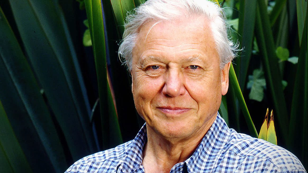 Gorillas Revisited with Sir David Attenborough (2006)
