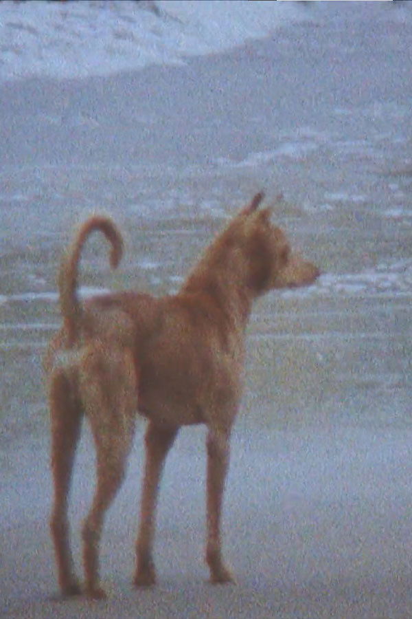 Diary for Four Seasons Poster