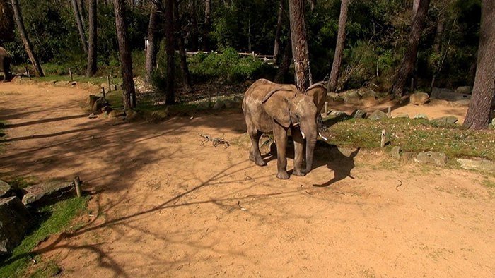 Une saison au zoo