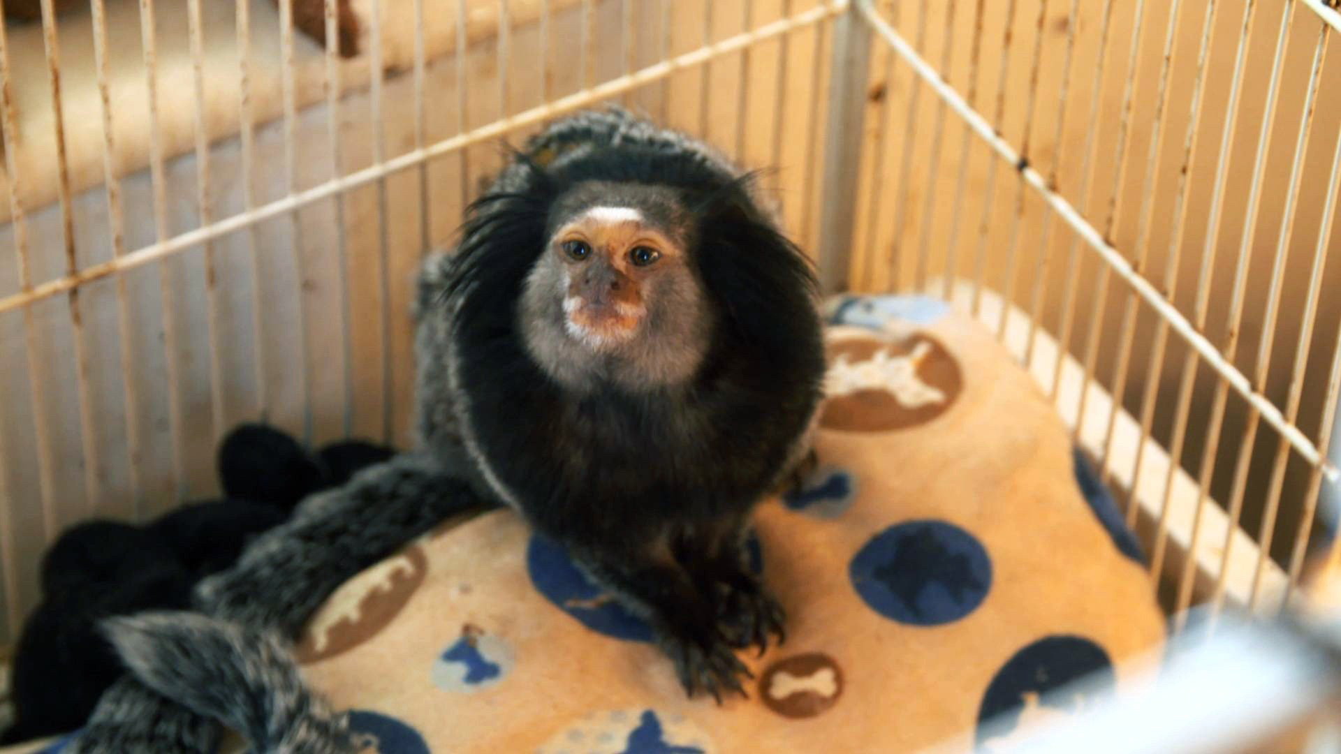 Dr. K's Exotic Animal ER S03E06 backdrop