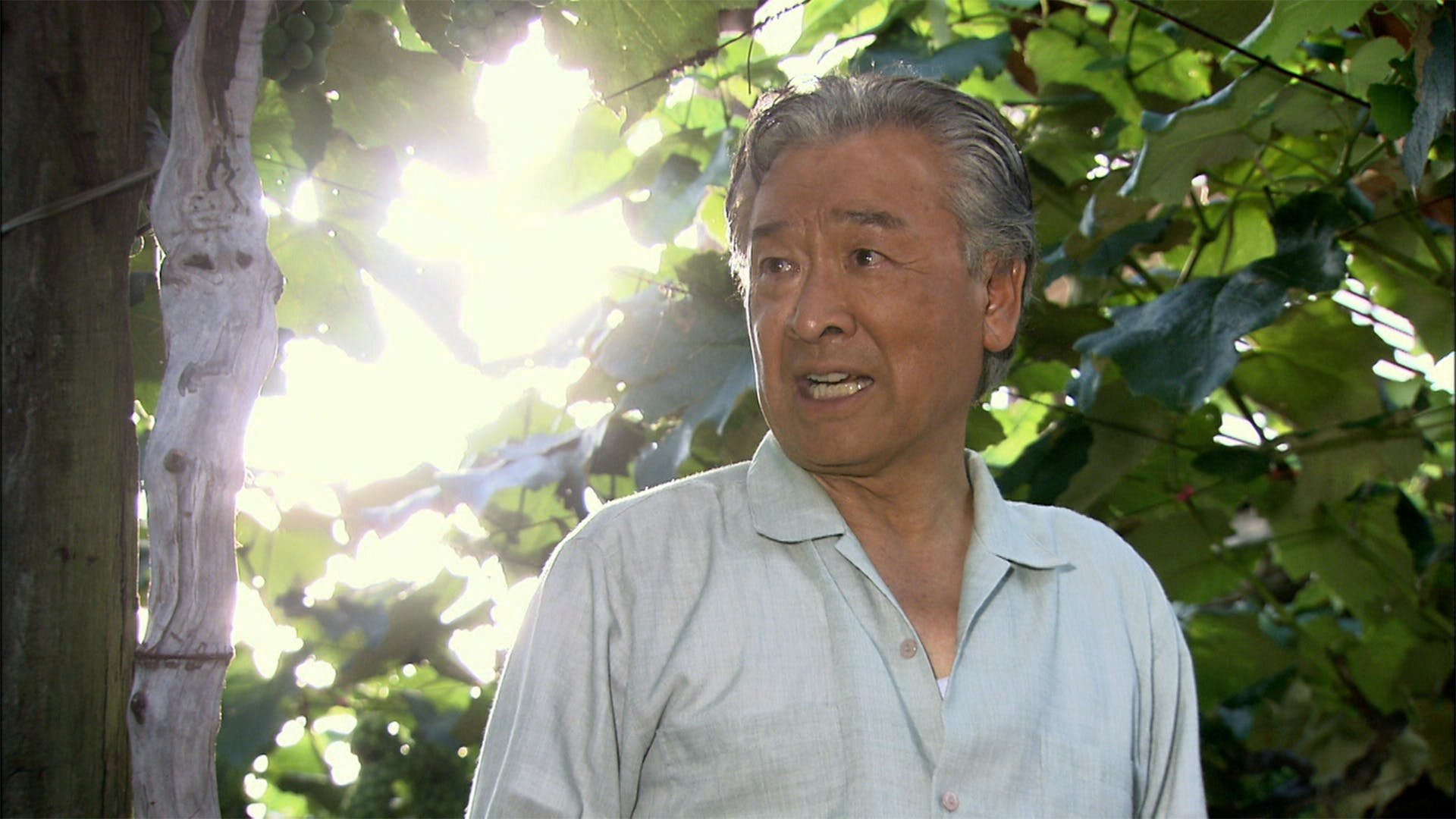 The Vineyard Man