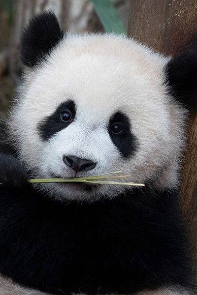 et billede af Hui Bao