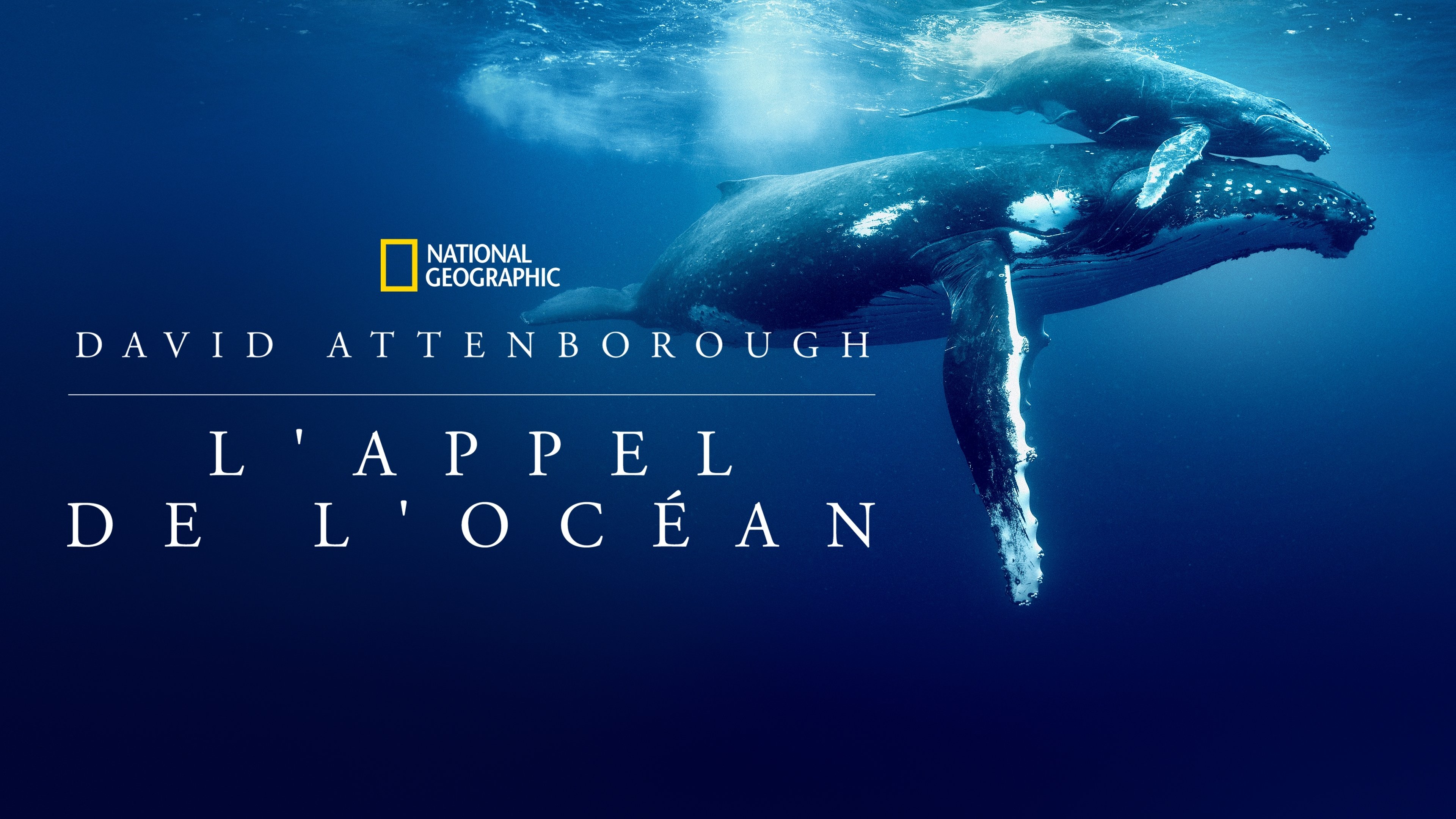 Ocean with David Attenborough backdrop