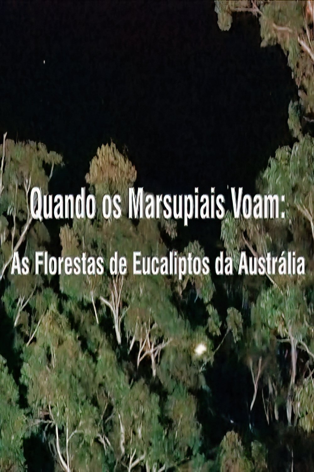 When Marsupials Fly: The Eucalyptus Forests of Australia
