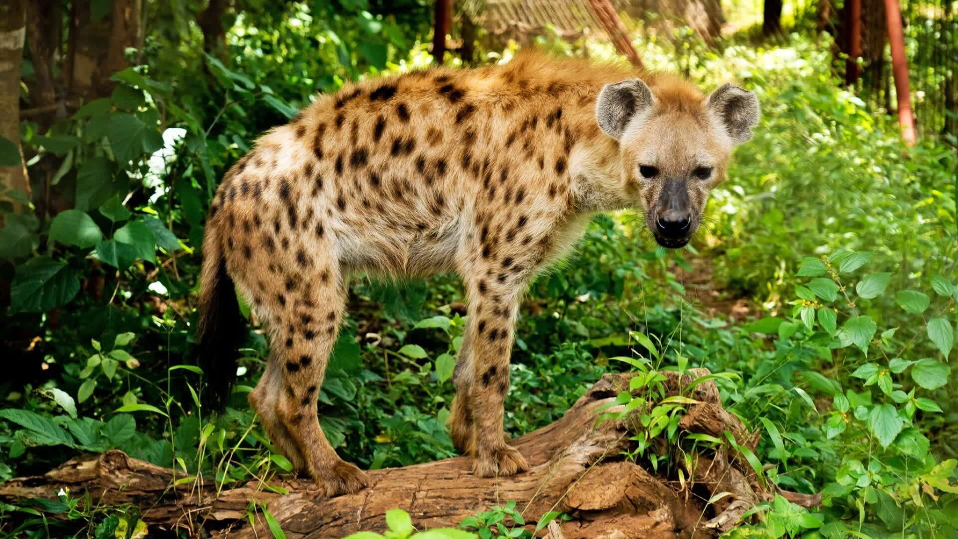 Thumbnail for Big Buck Chase Season 1 Episode 4