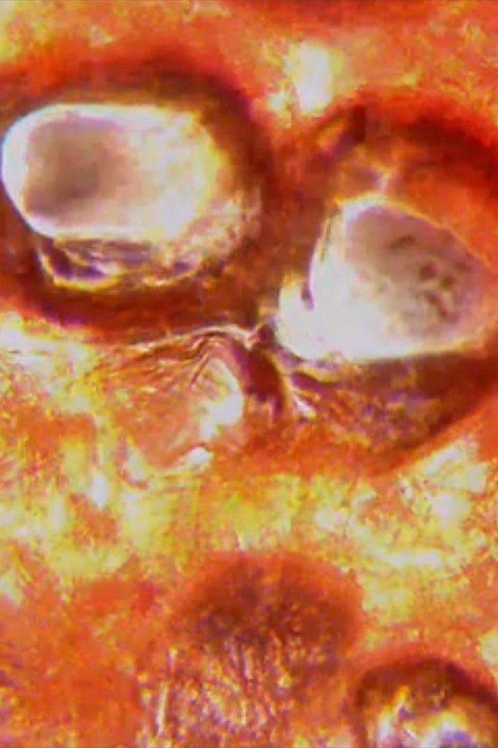 Hell (2024)