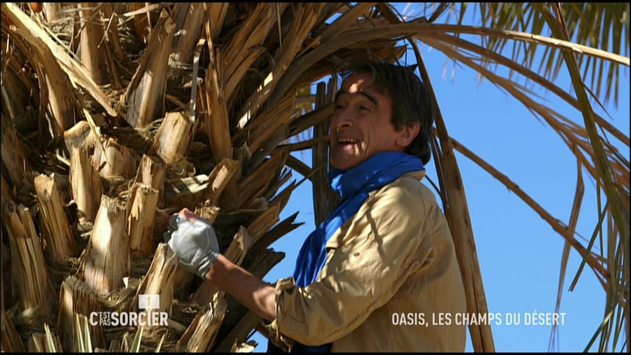 C'est pas sorcier - Oasis, les champs du désert