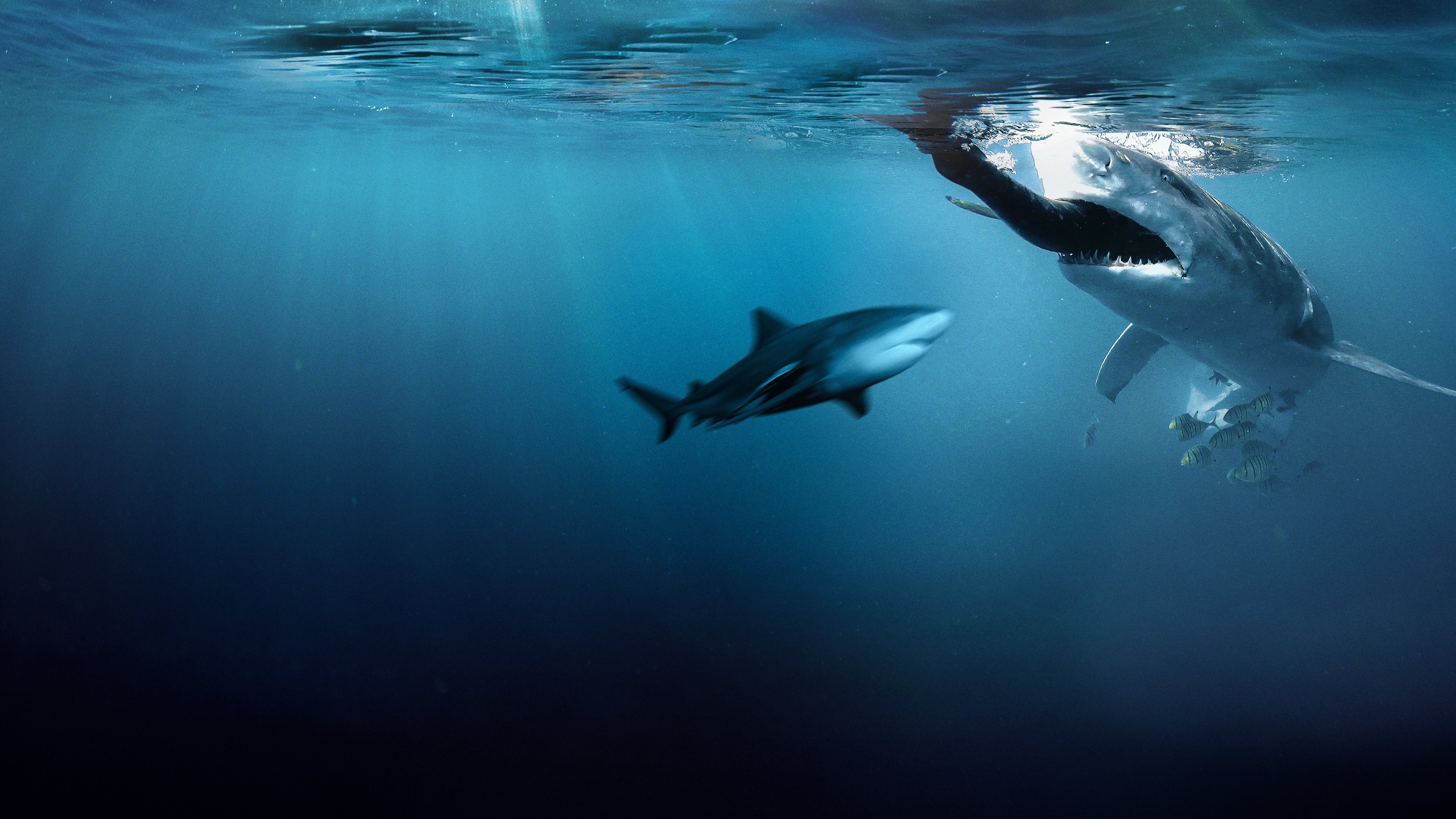 Bull Shark Bandits (2023)