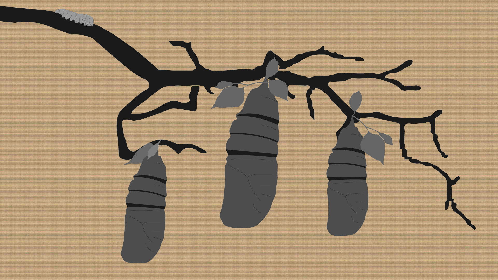 Reel #1: Surfing with Butterflies (1970)