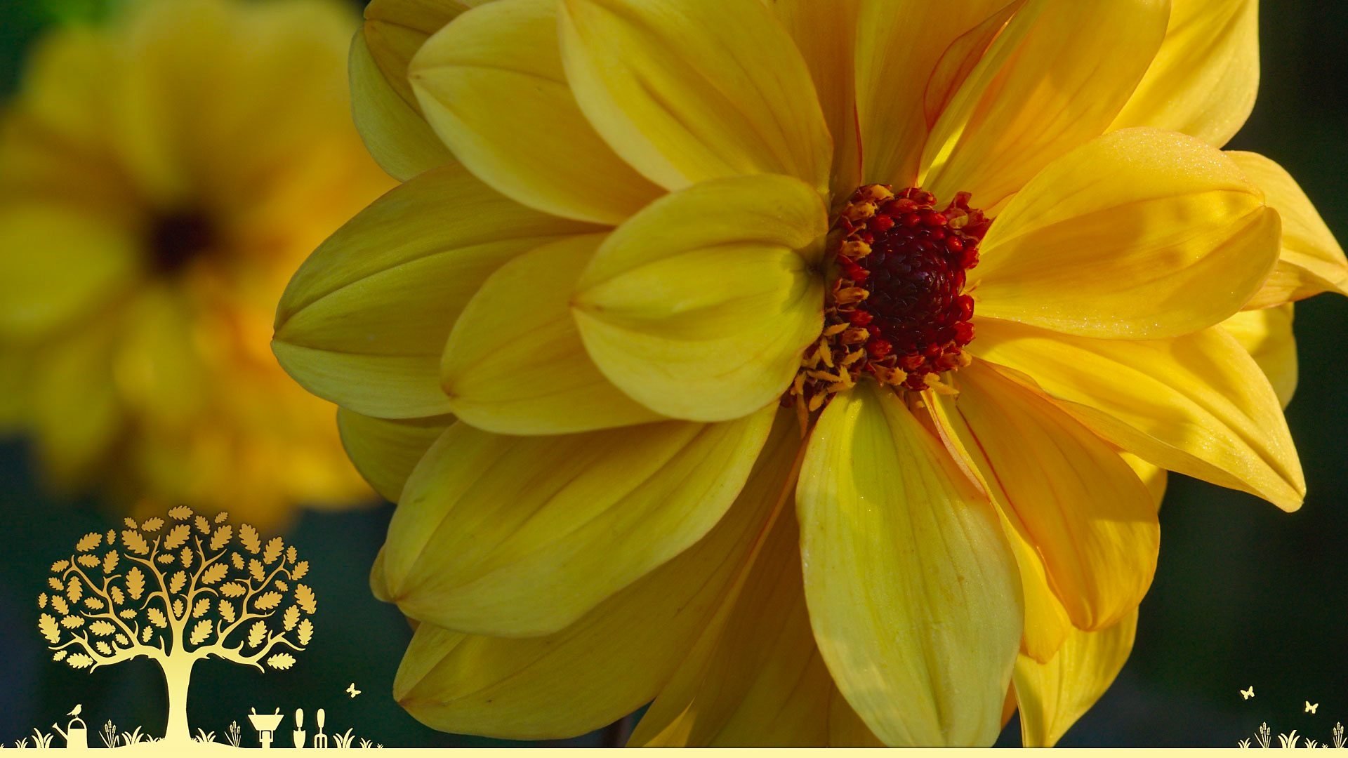 Gardeners' World 54x29