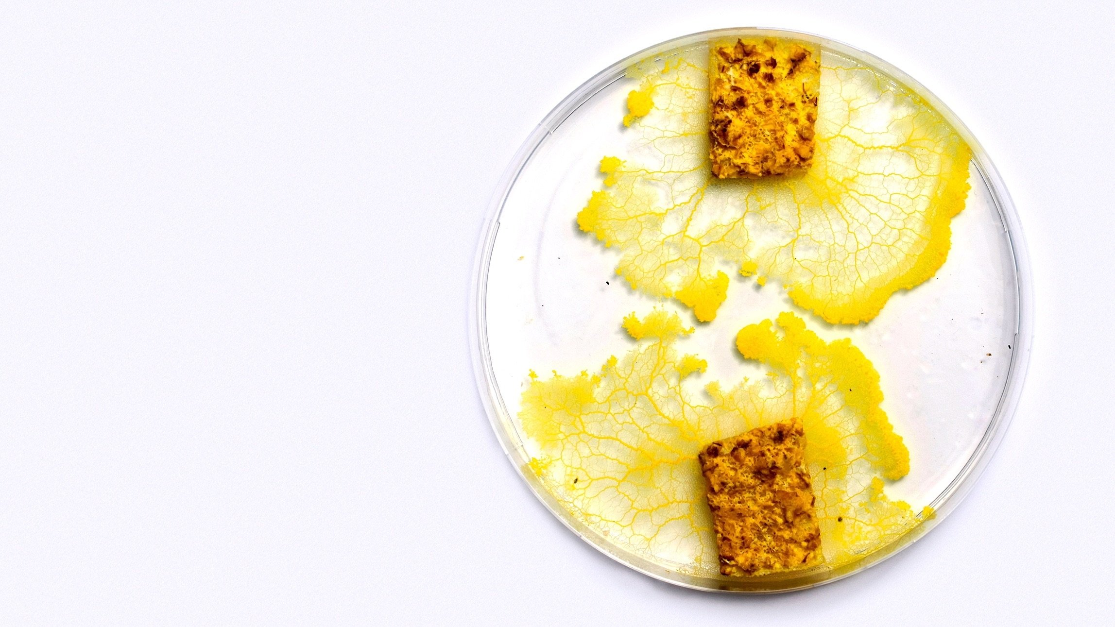 The Blob: A Genius without a Brain