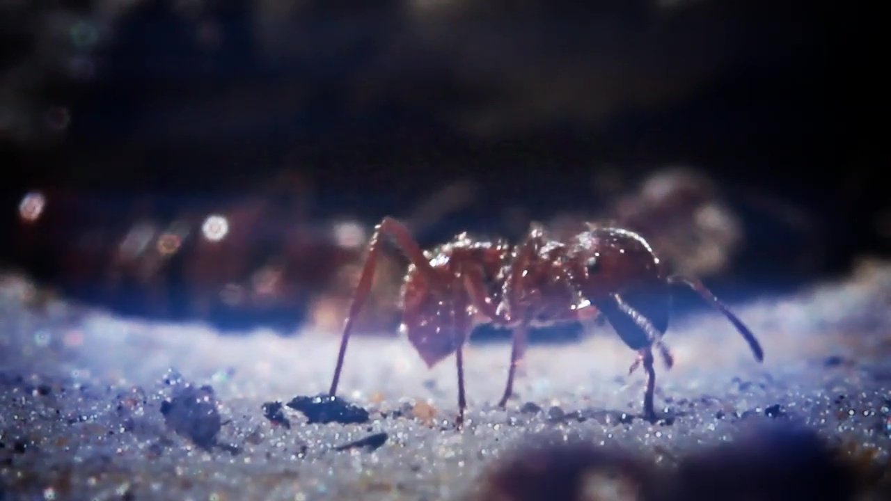 72 Dangerous Animals: Australia