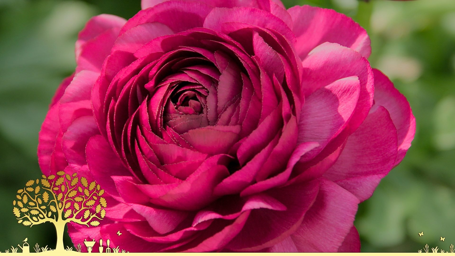 Gardeners' World 0x23