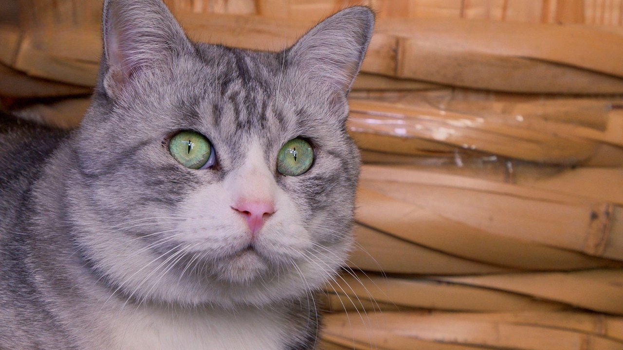 A Cat's-Eye View of Japan - Épisode 21