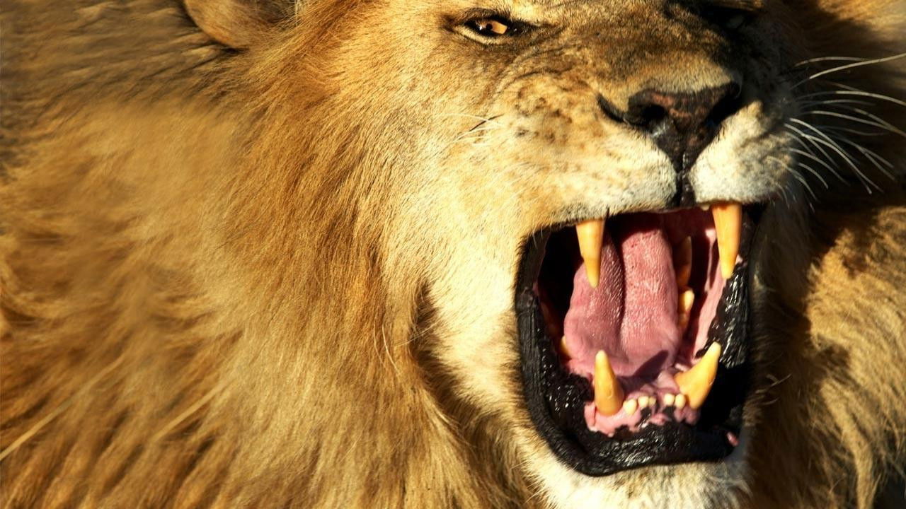 Ultimate Rivals: Cats vs Dogs backdrop