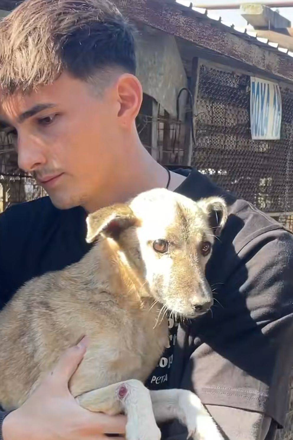 How to kill a puppy and get rich - Die Hunde Mafia - Season 1