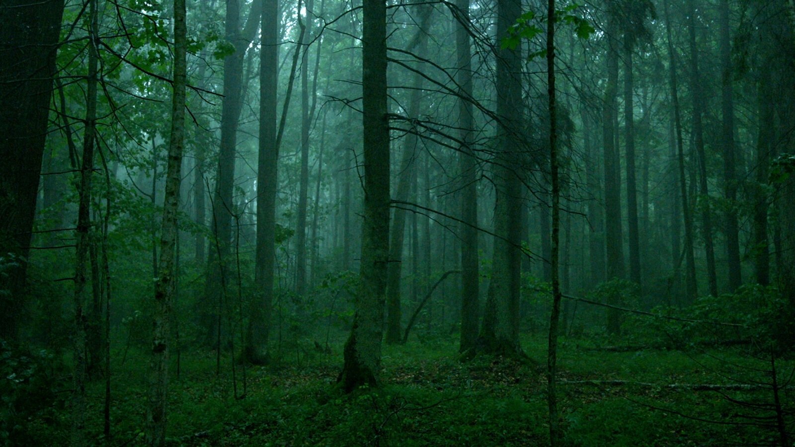 The Ancient Woods (2018)
