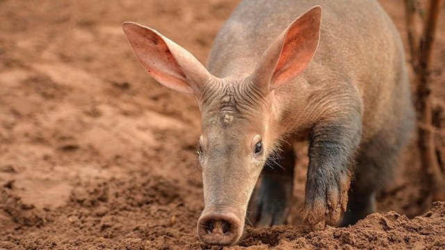 The Secret Life of the Zoo - Épisode 10