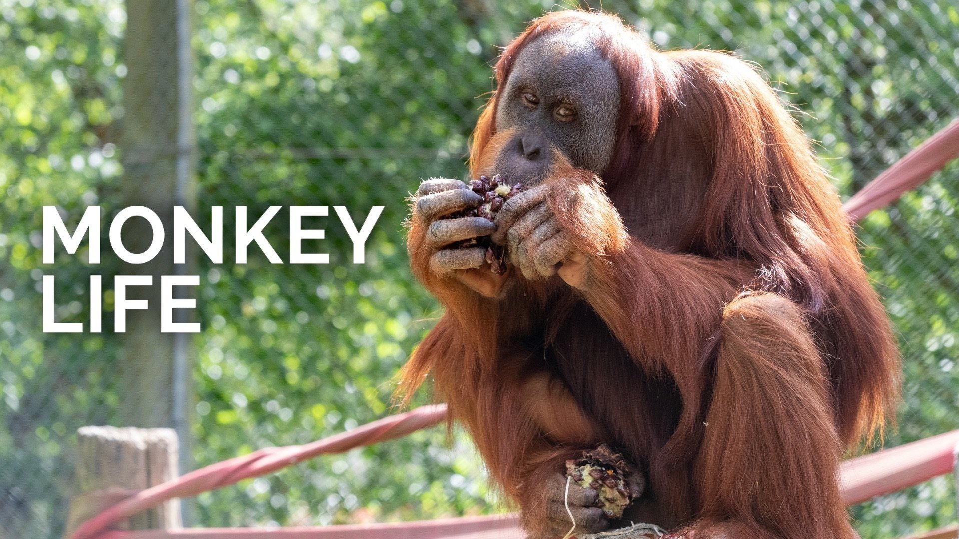 Monkey Life