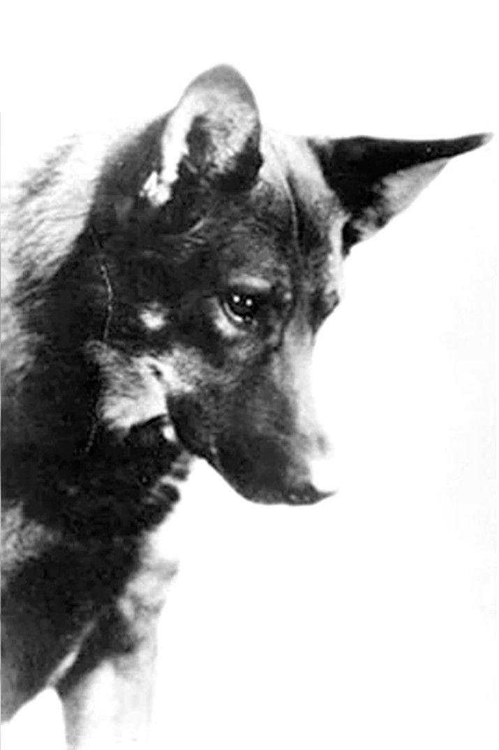 et billede af Rin-Tin-Tin