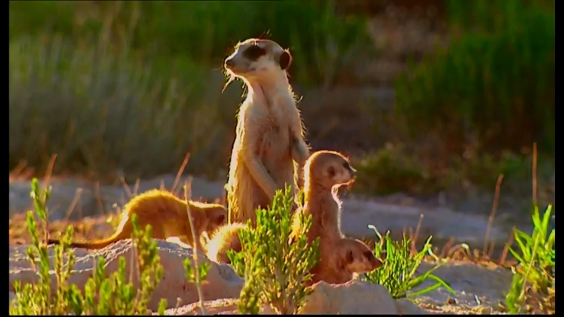 Animal Life: Young & Wild - Épisode 7