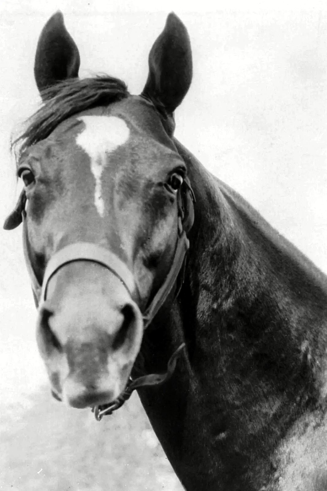 Man o' War's picture in the cast