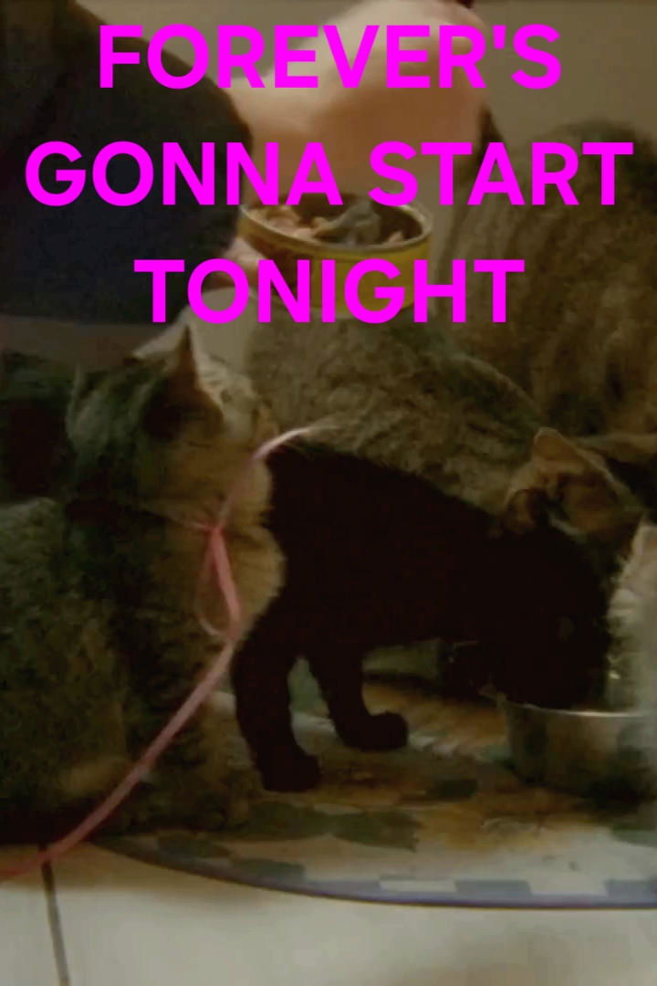 Forever's Gonna Start Tonight