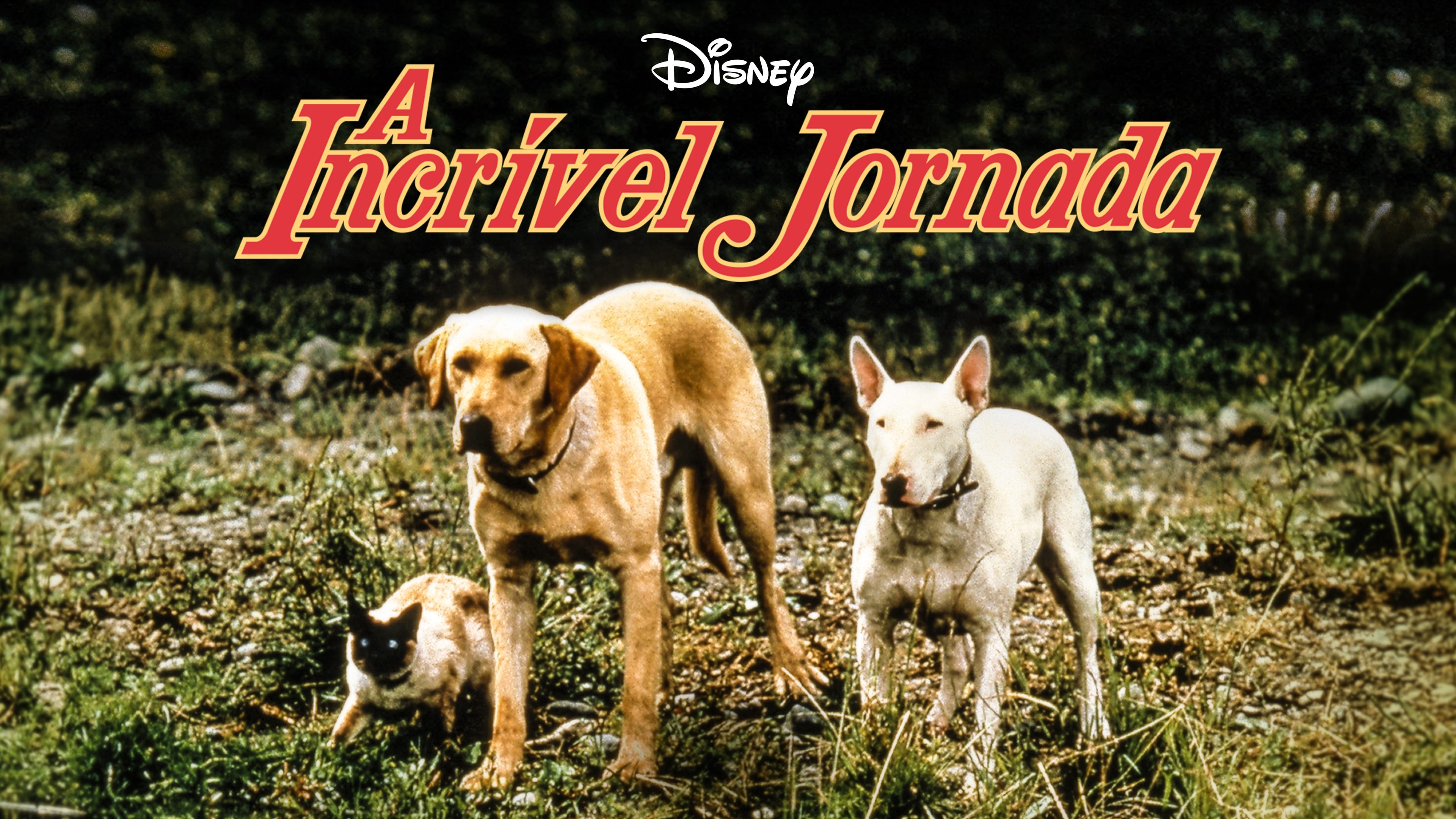 The Incredible Journey (1963)