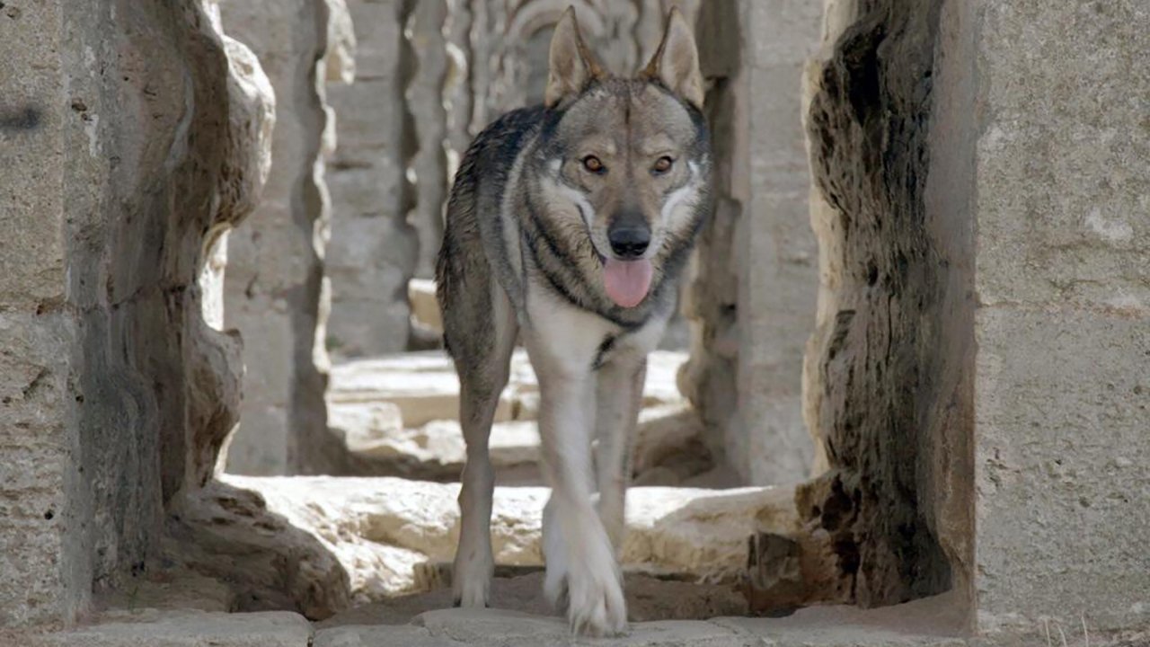 Imagem do Filme Istanbul sauvage
